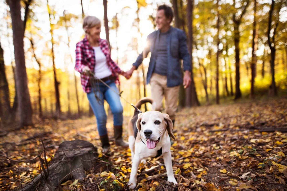 A senior couple walking their dog in the woods