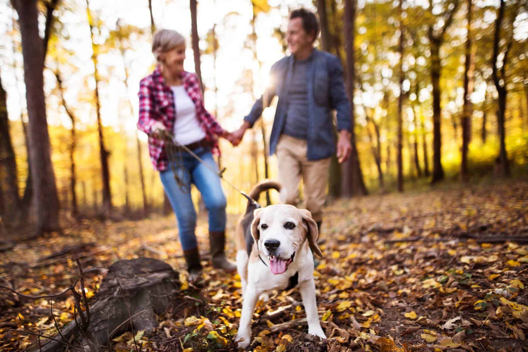 A senior couple walking their dog in the woods A senior couple walking their dog in the woods