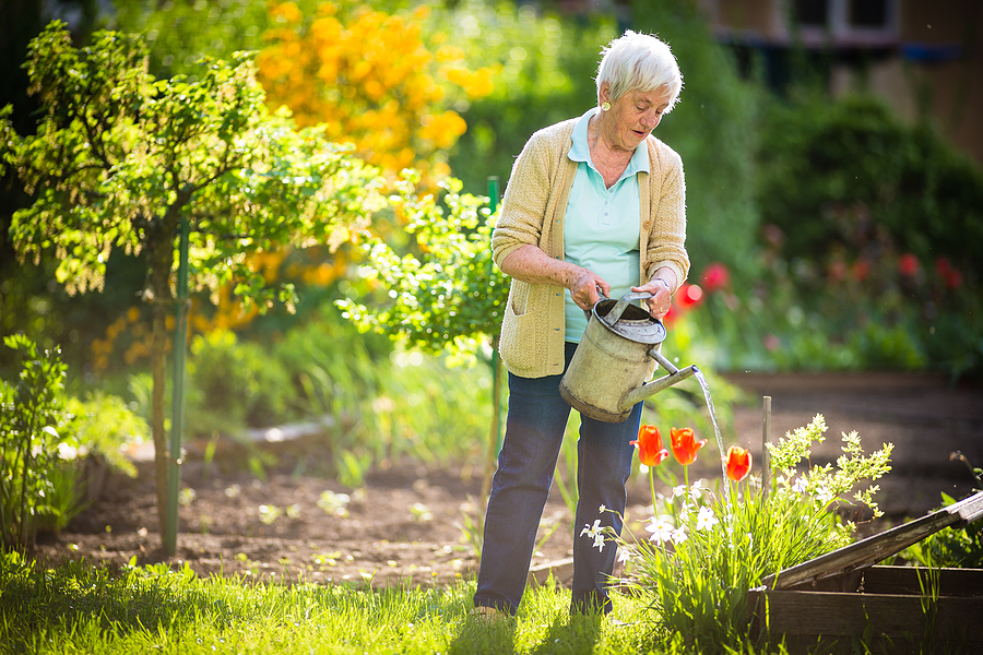 Senior woman spends time in the community garden watering plants