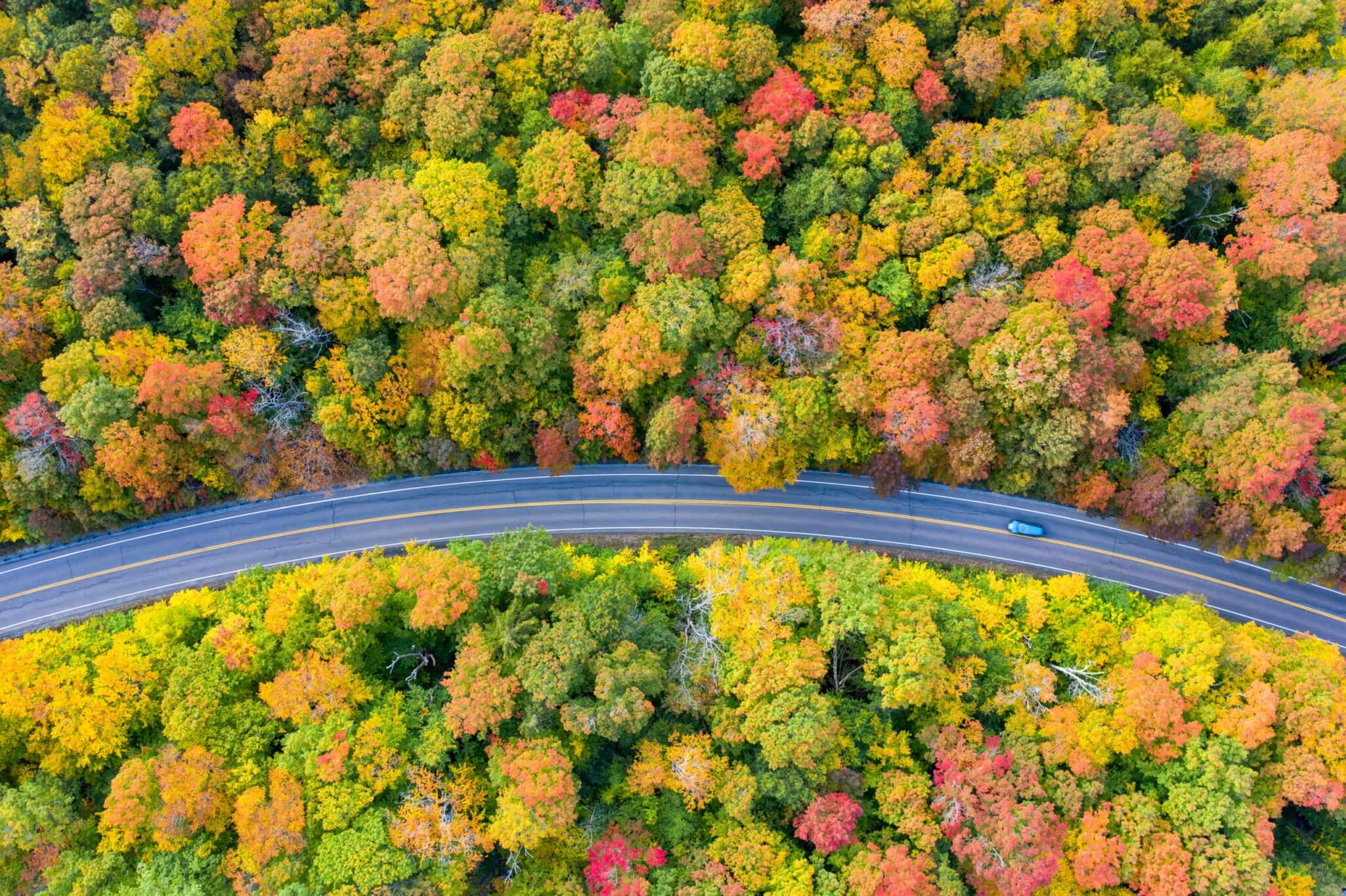 The leaves changing colors along the coastal drive