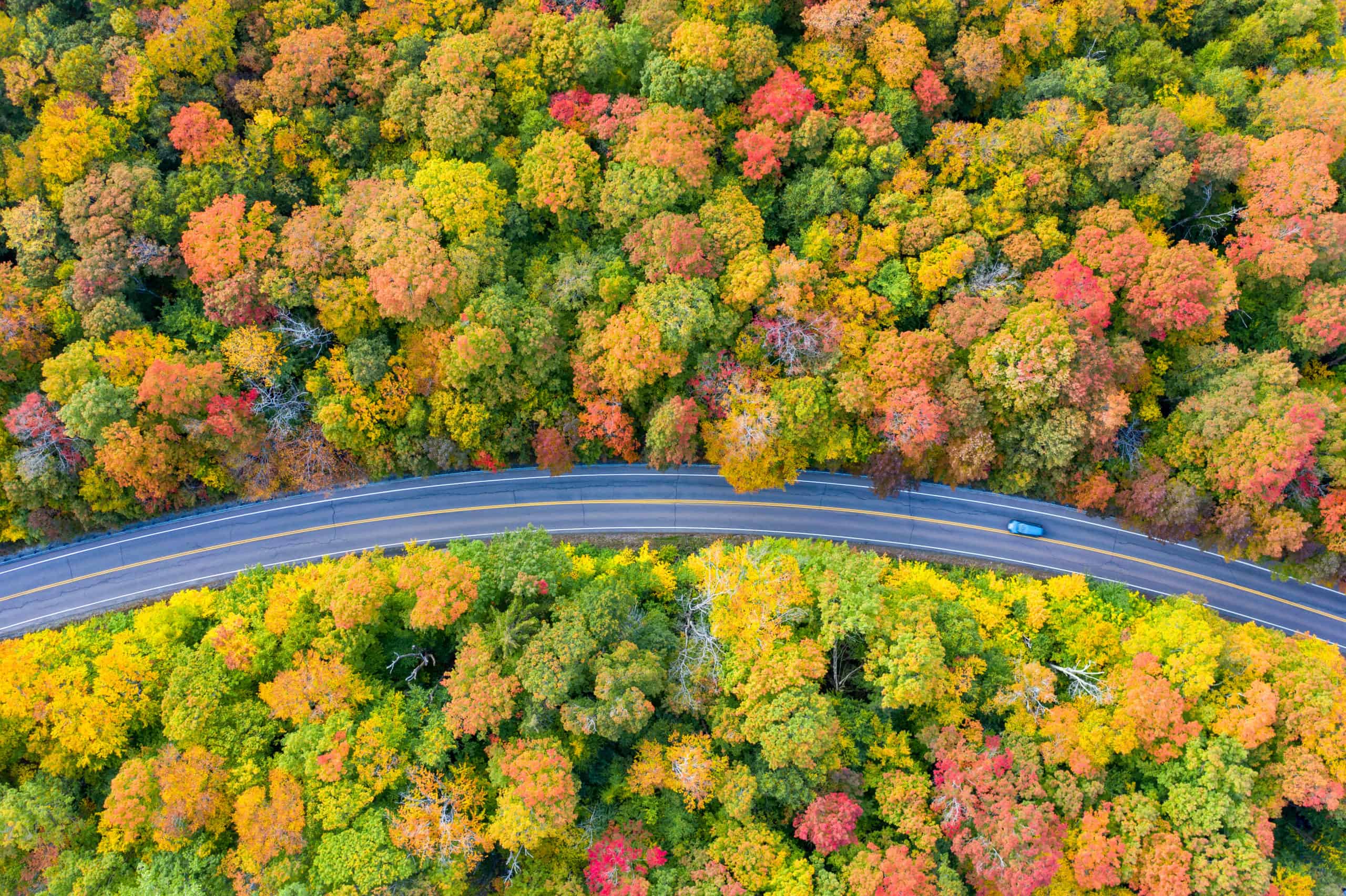 The leaves changing colors along the coastal drive The leaves changing colors along the coastal drive