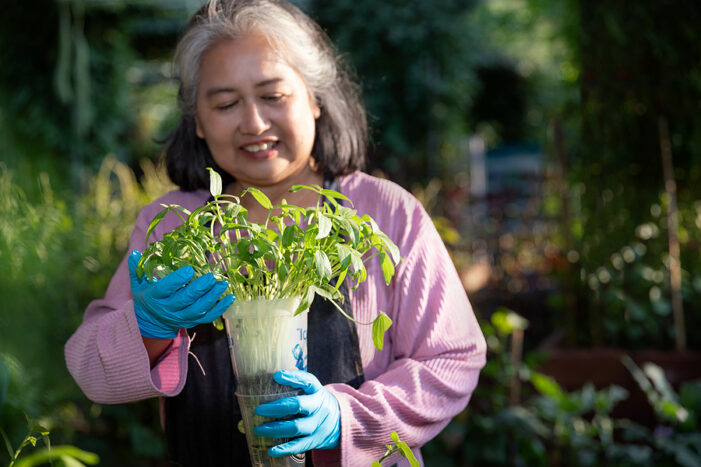 Senior woman smiling and holding sprouted plants in a pot ready to replant in garden.
