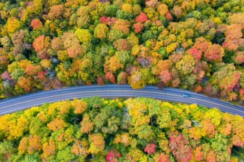 The leaves changing colors along the coastal drive